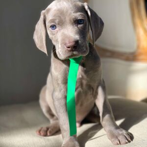 Silver Male - Green Collar